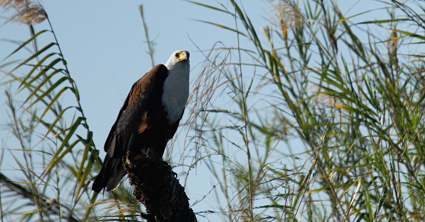 Botswana_Panhandle_2015_Img0061