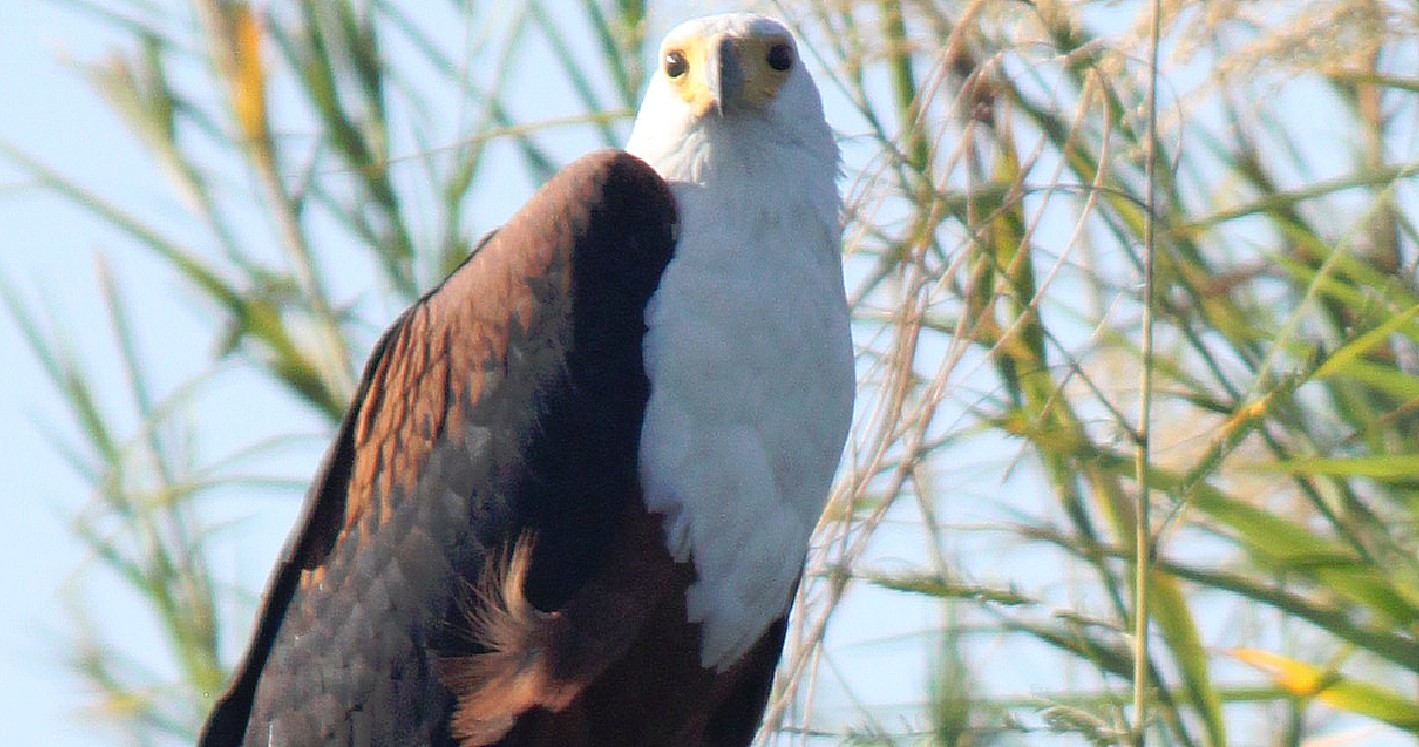 Botswana_Panhandle_2015_Img0064