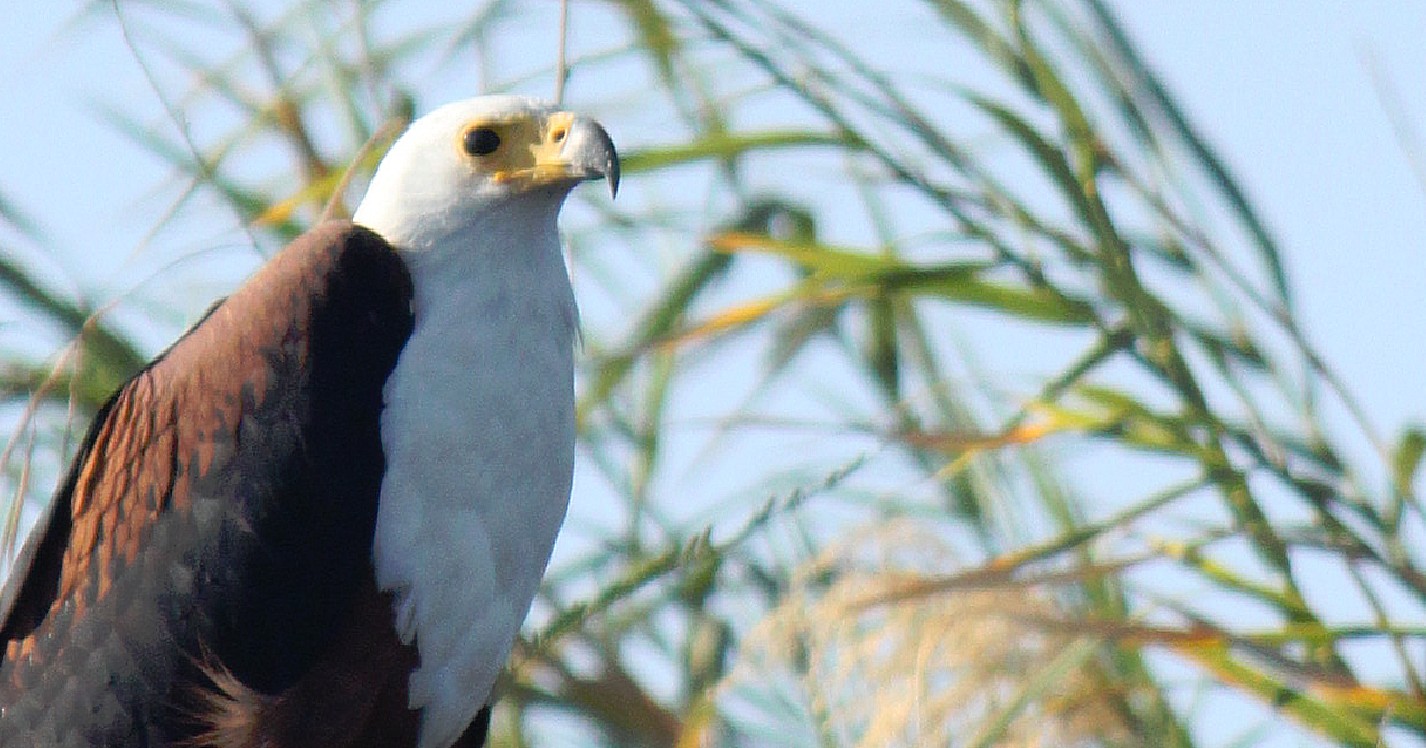 Botswana_Panhandle_2015_Img0069