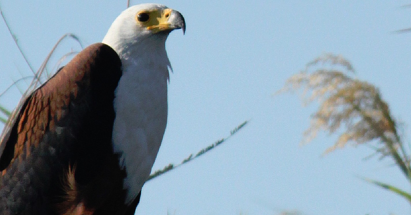 Botswana_Panhandle_2015_Img0073