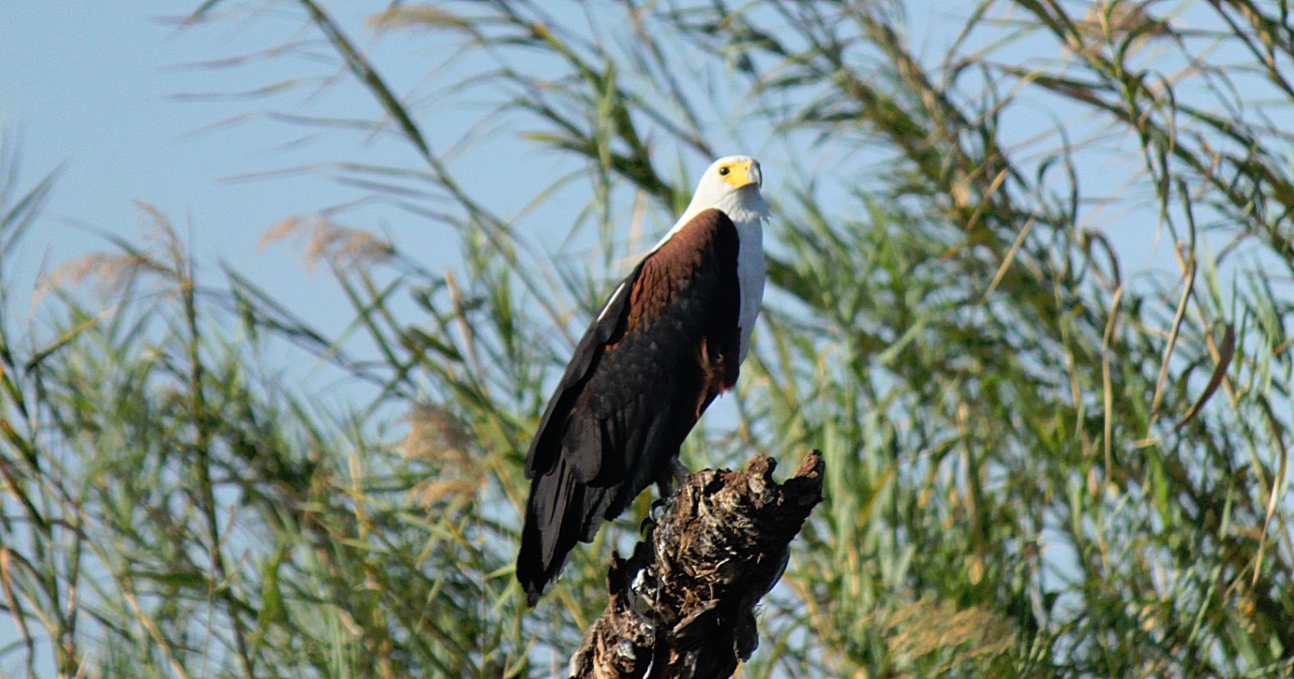 Botswana_Panhandle_2015_Img0076