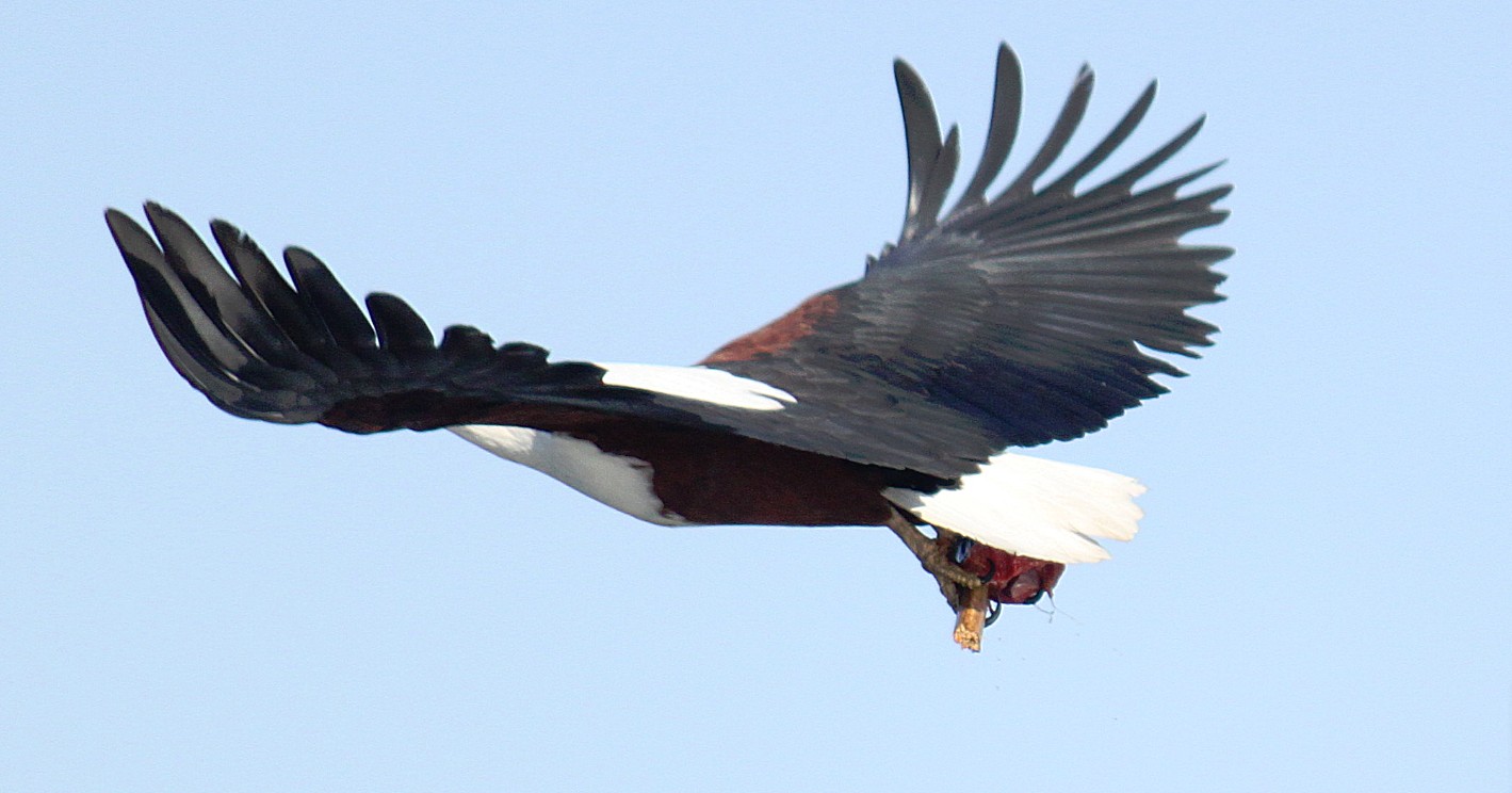 Botswana_Panhandle_2015_Img0080