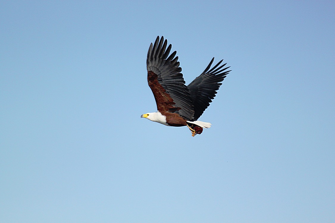 Botswana_Panhandle_2015_Img0081