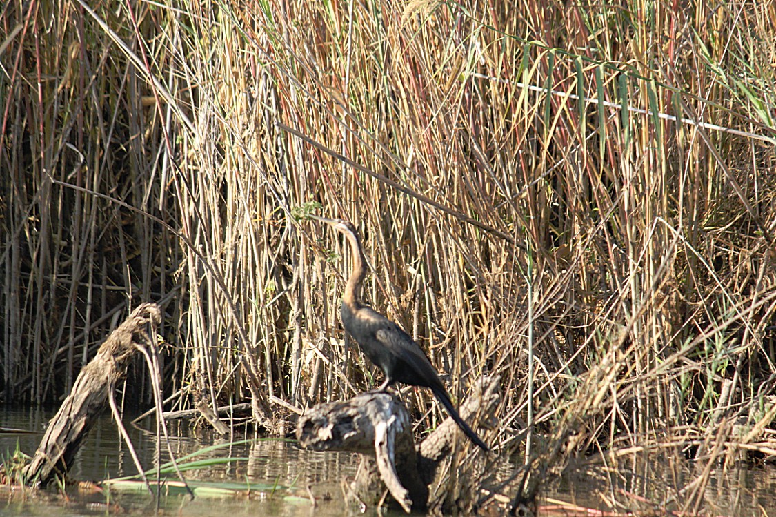 Botswana_Panhandle_2015_Img0096