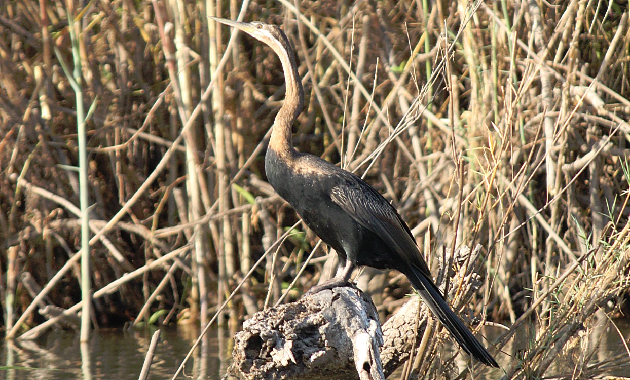 Botswana_Panhandle_2015_Img0098