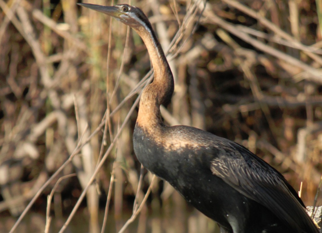 Botswana_Panhandle_2015_Img0108