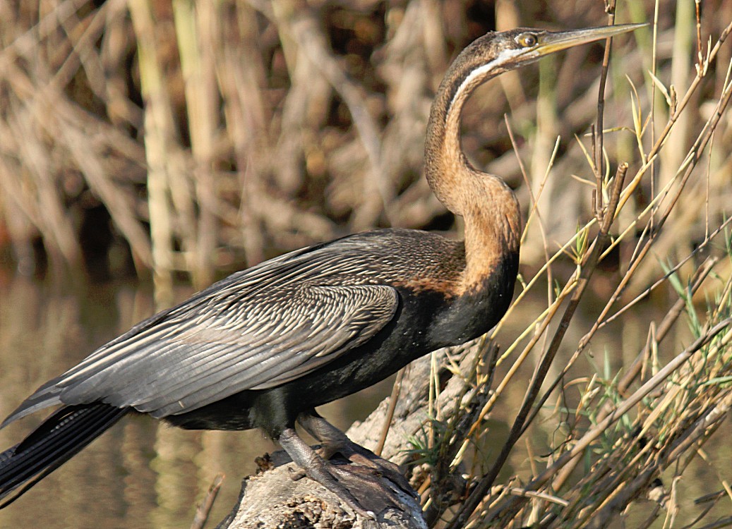 Botswana_Panhandle_2015_Img0109