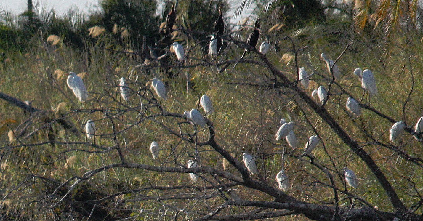 Botswana_Panhandle_2015_Img0113