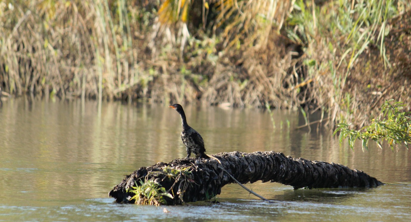 Botswana_Panhandle_2015_Img0116