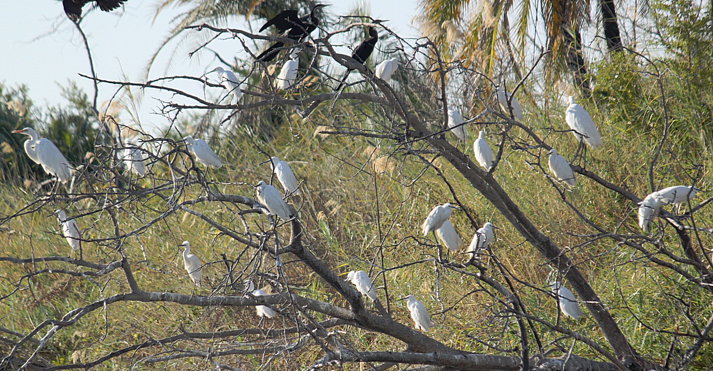 Botswana_Panhandle_2015_Img0121