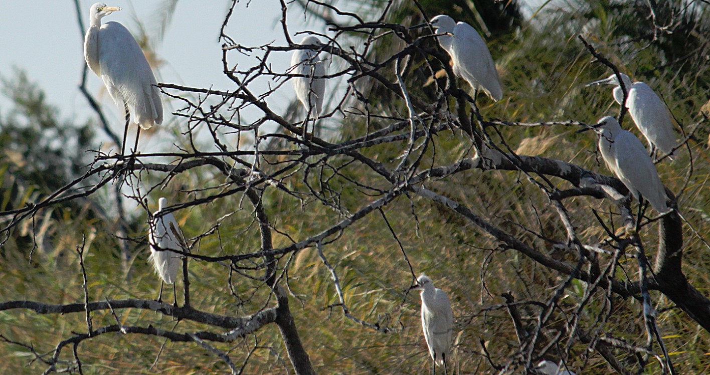 Botswana_Panhandle_2015_Img0130