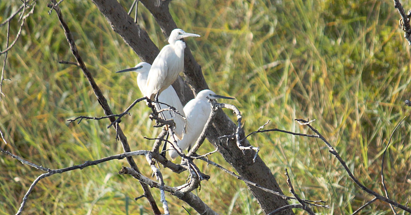 Botswana_Panhandle_2015_Img0133