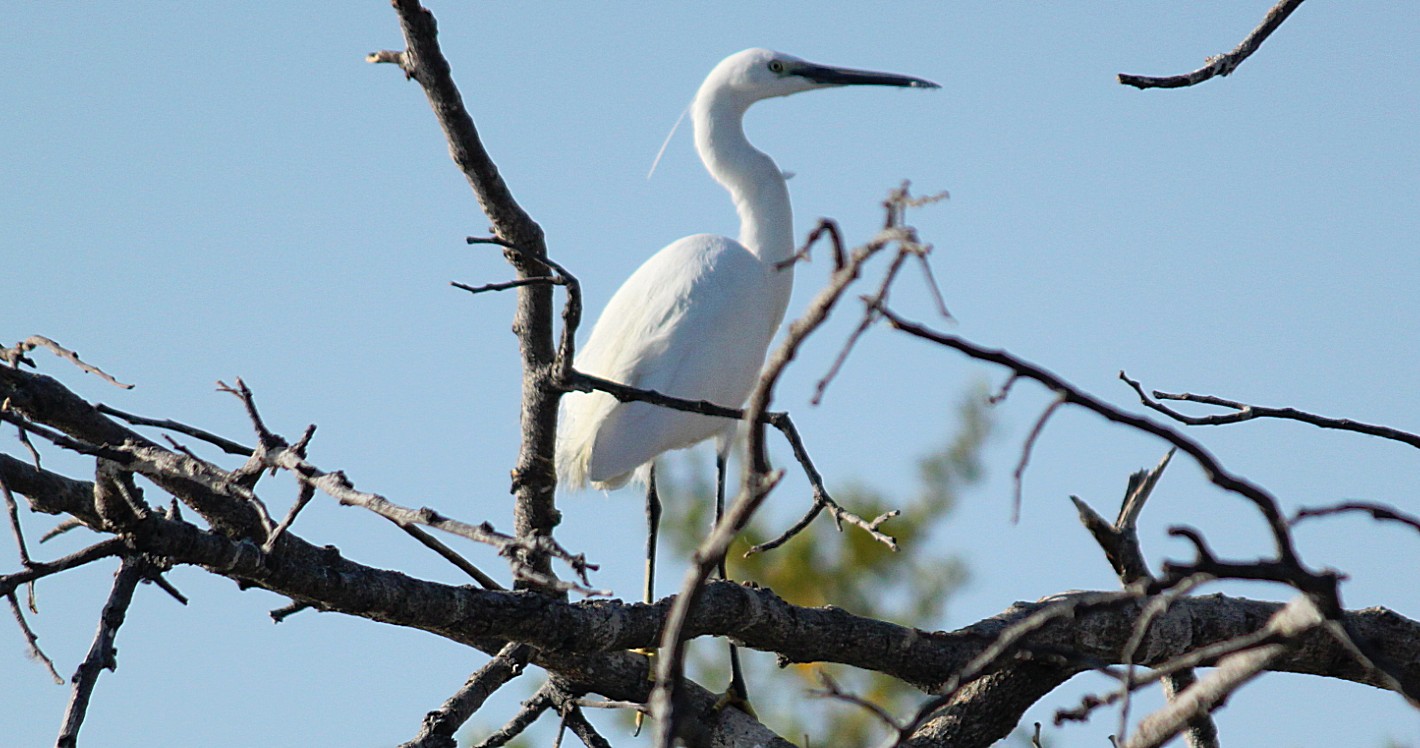 Botswana_Panhandle_2015_Img0135