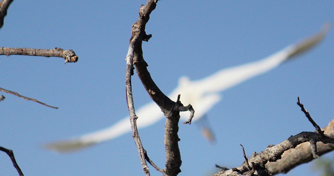 Botswana_Panhandle_2015_Img0140