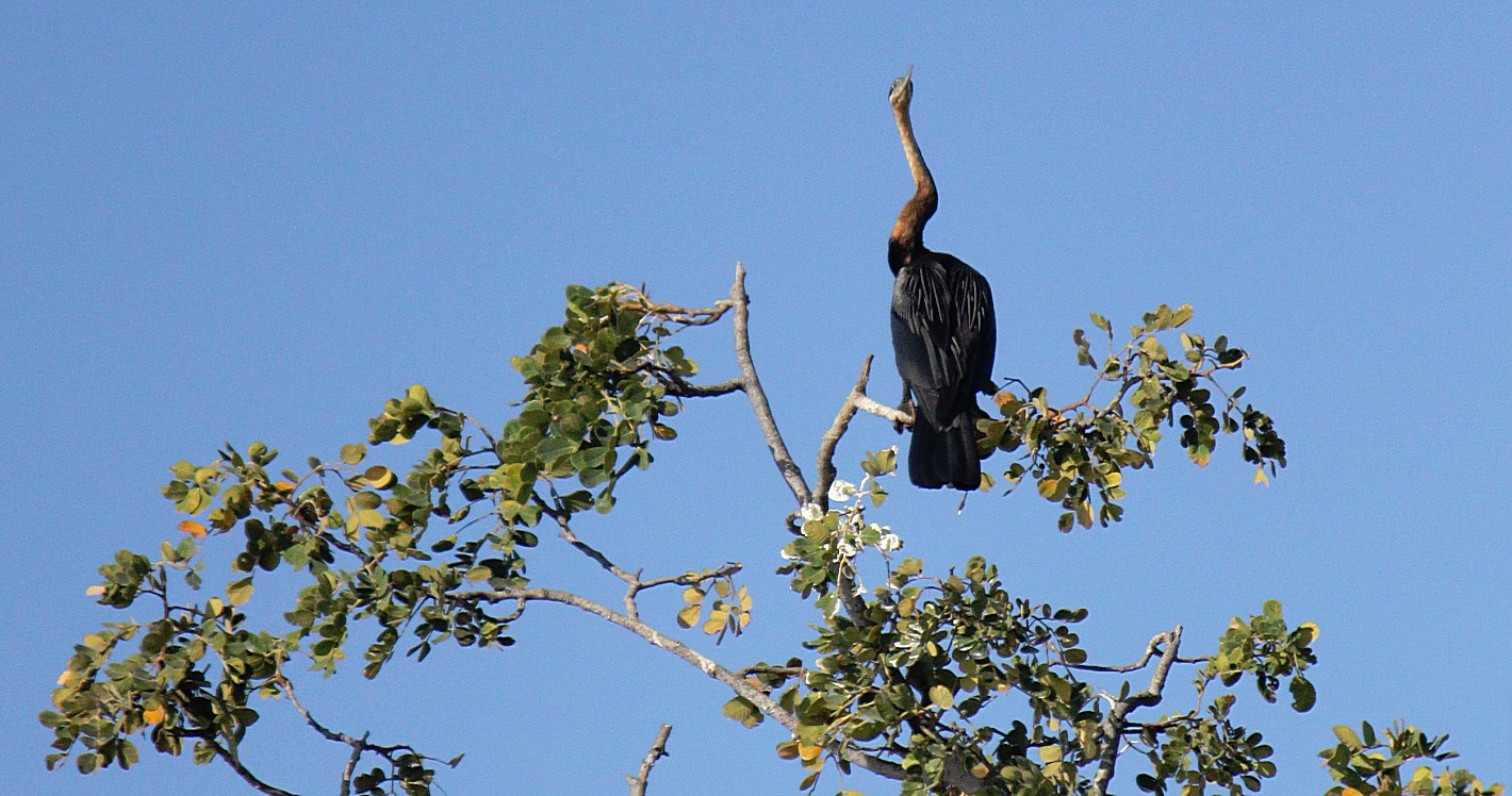 Botswana_Panhandle_2015_Img0142