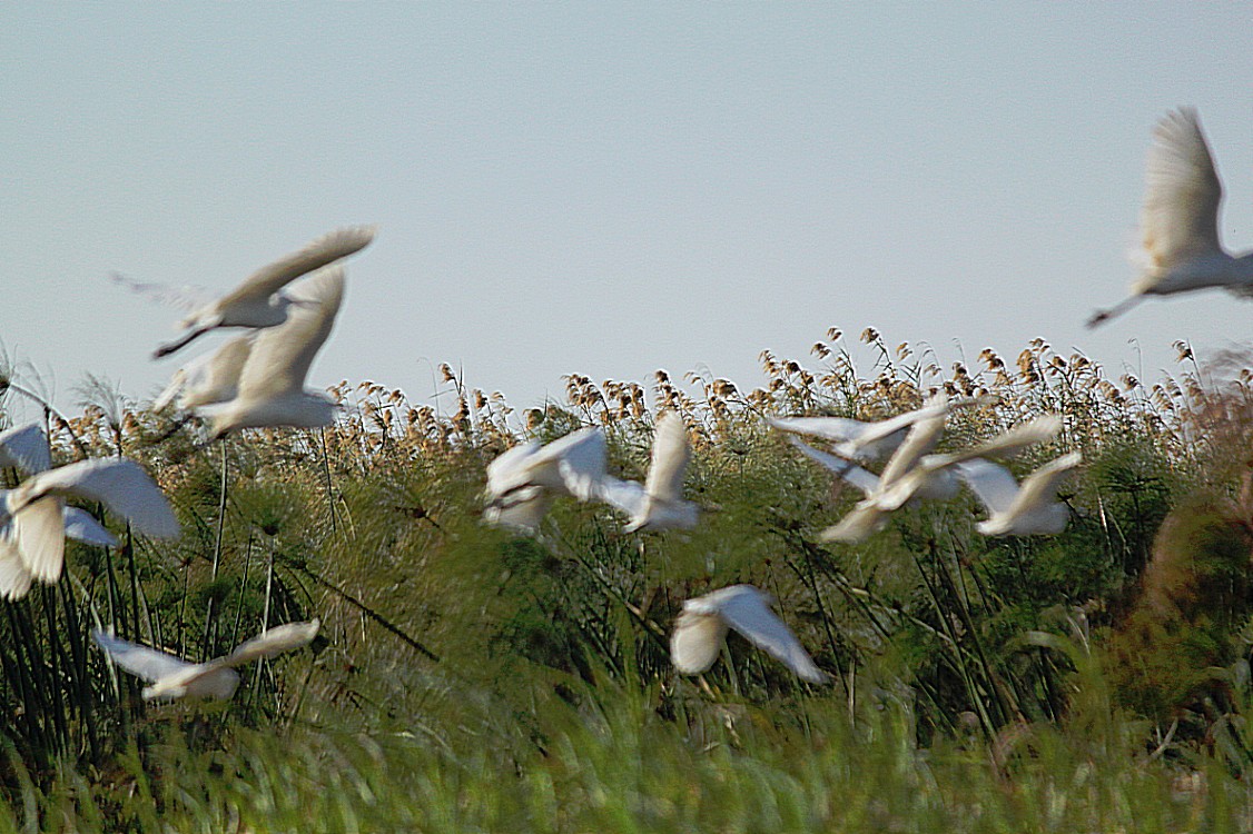 Botswana_Panhandle_2015_Img0149