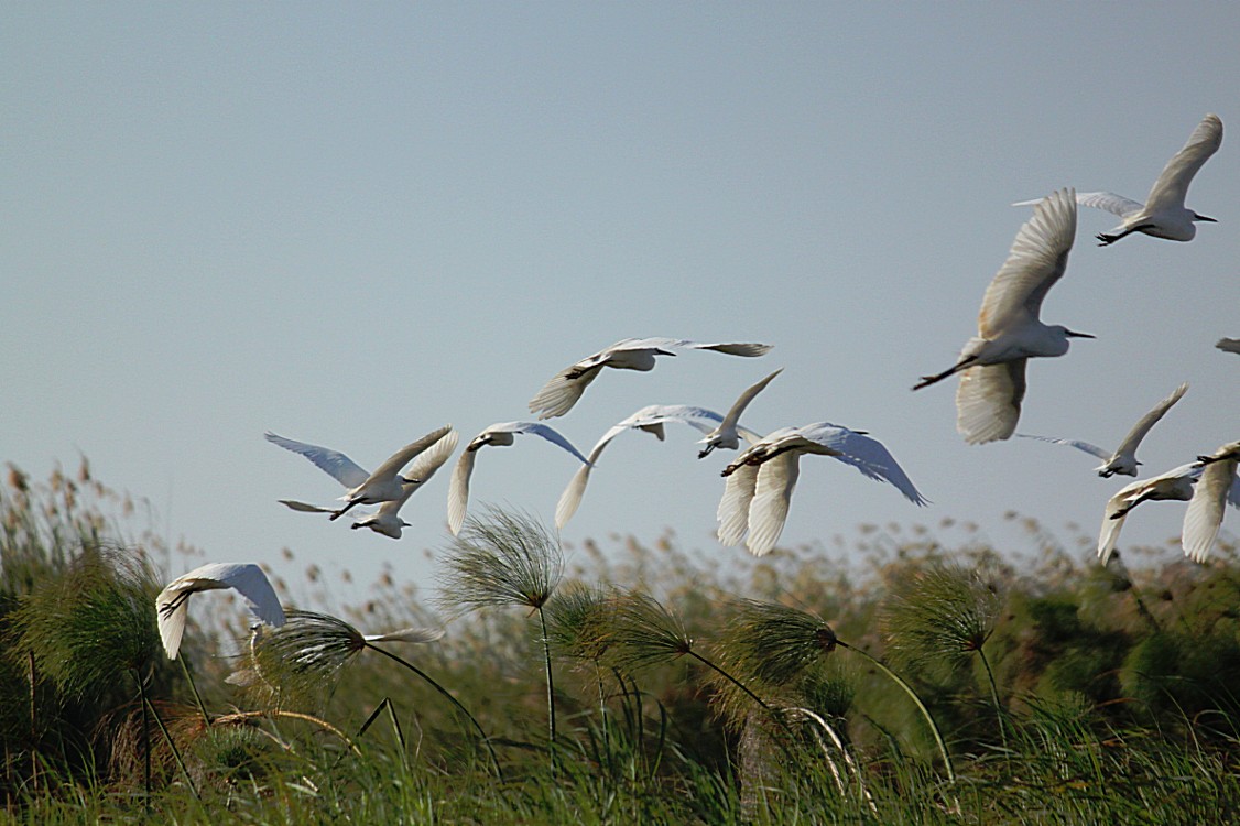 Botswana_Panhandle_2015_Img0150