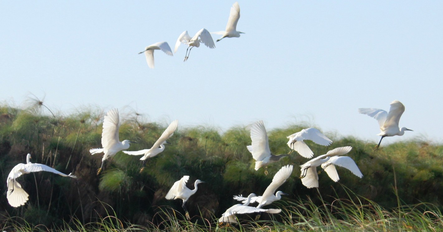 Botswana_Panhandle_2015_Img0165