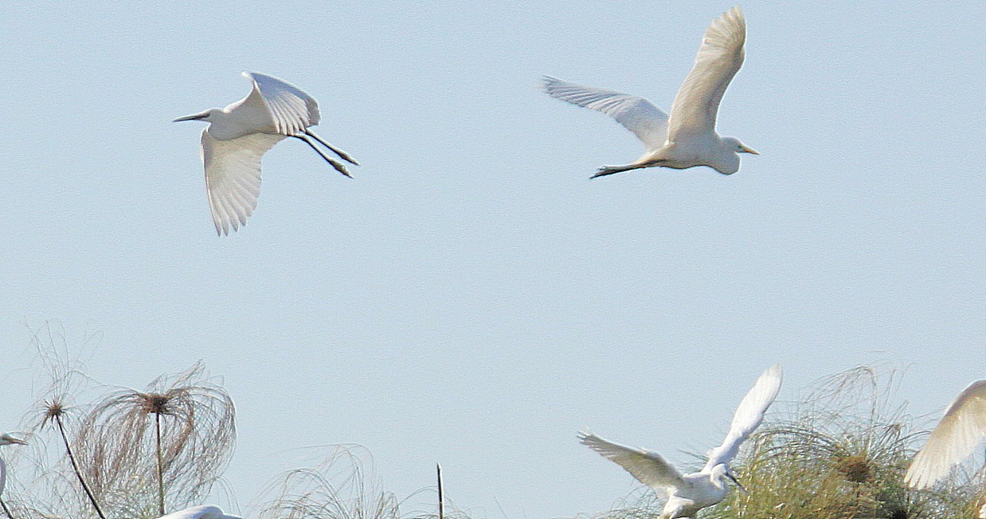 Botswana_Panhandle_2015_Img0170