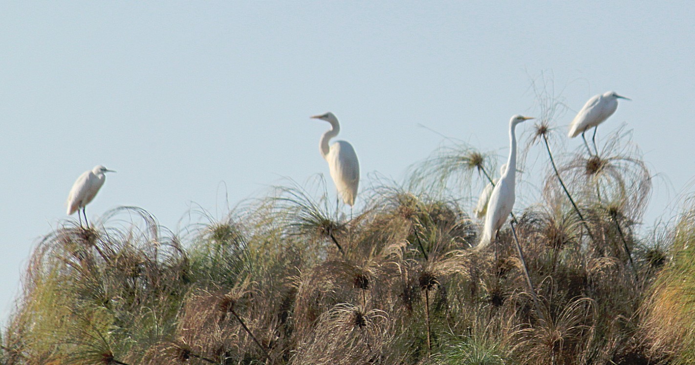 Botswana_Panhandle_2015_Img0171