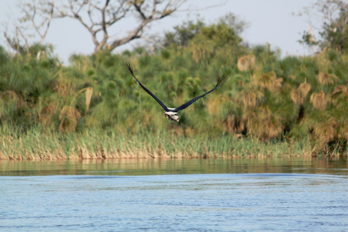 Botswana_Panhandle_2015_Img0179