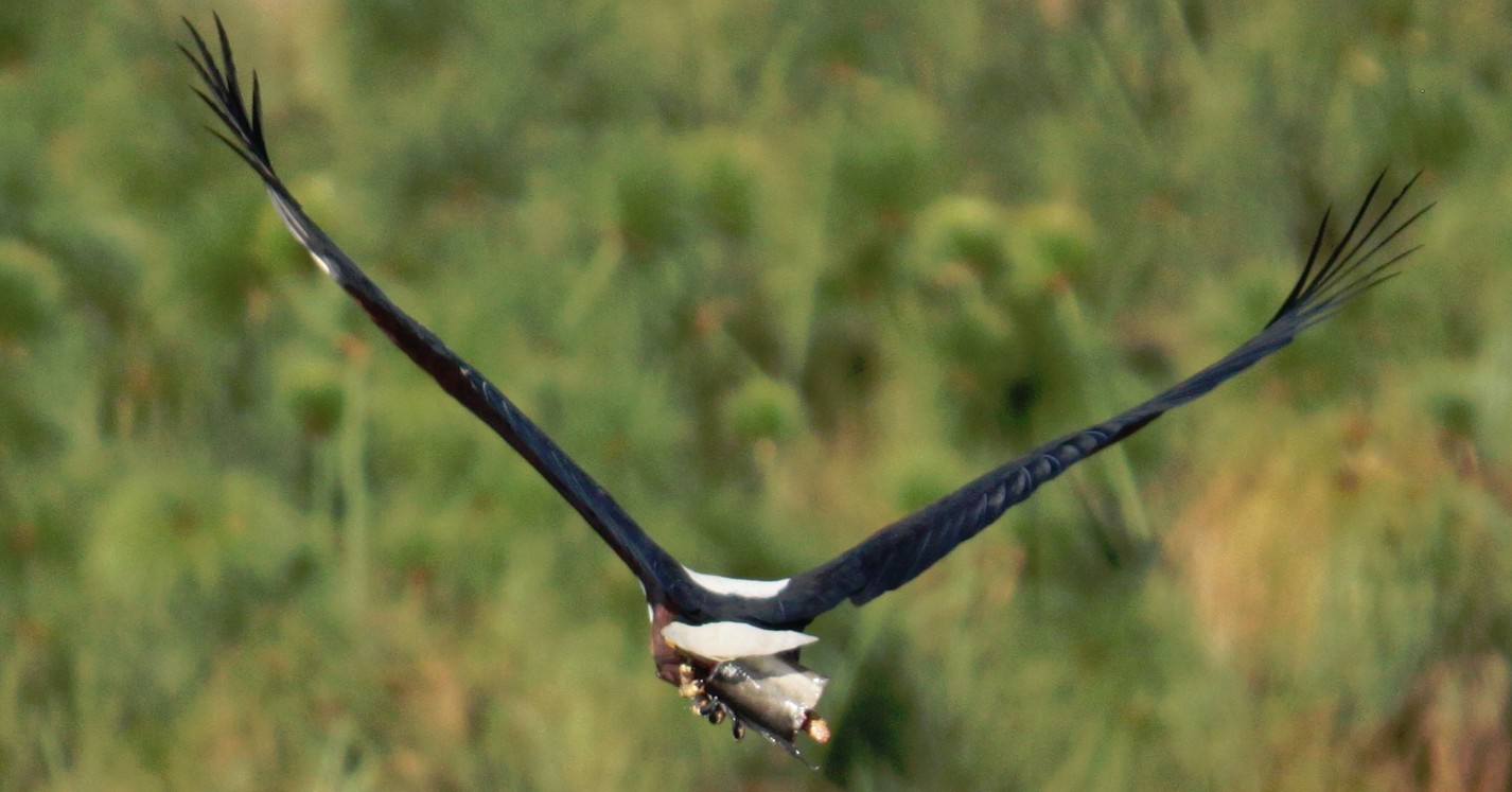 Botswana_Panhandle_2015_Img0180