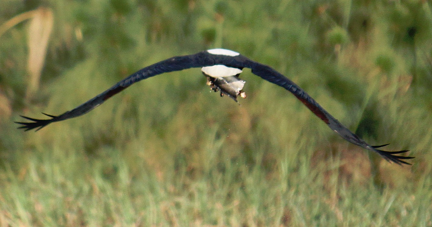 Botswana_Panhandle_2015_Img0181