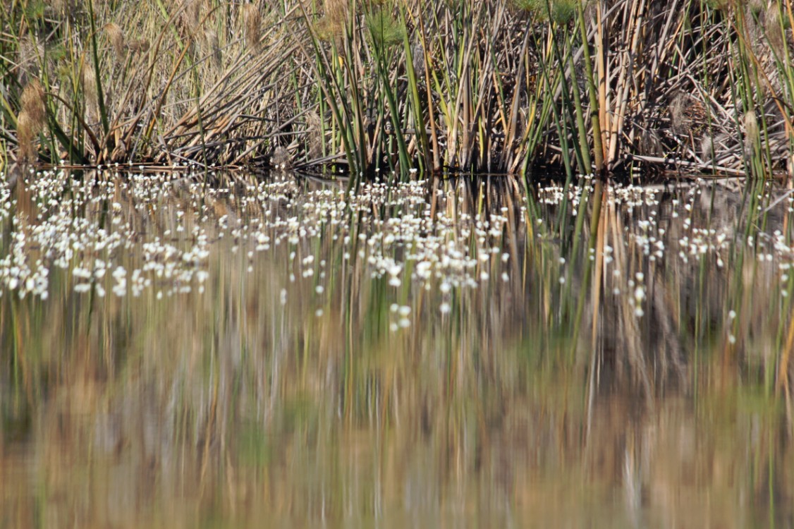 Botswana_Delta_2015_Img0030