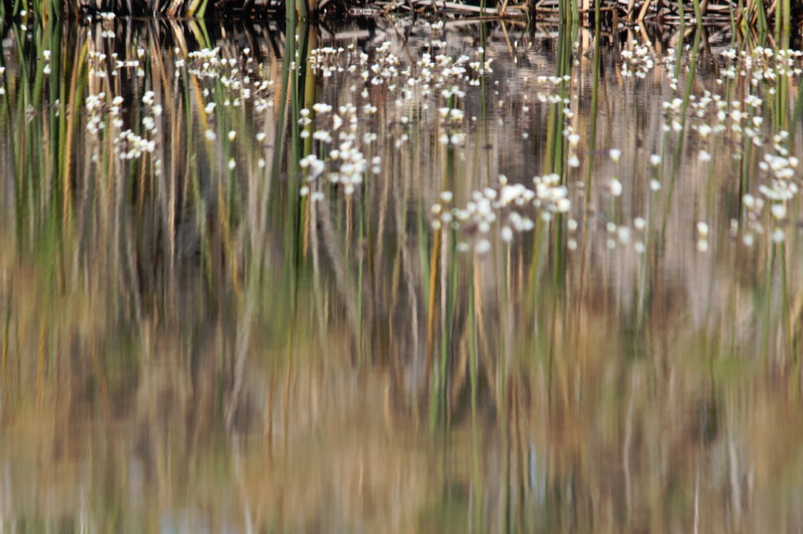 Botswana_Delta_2015_Img0031