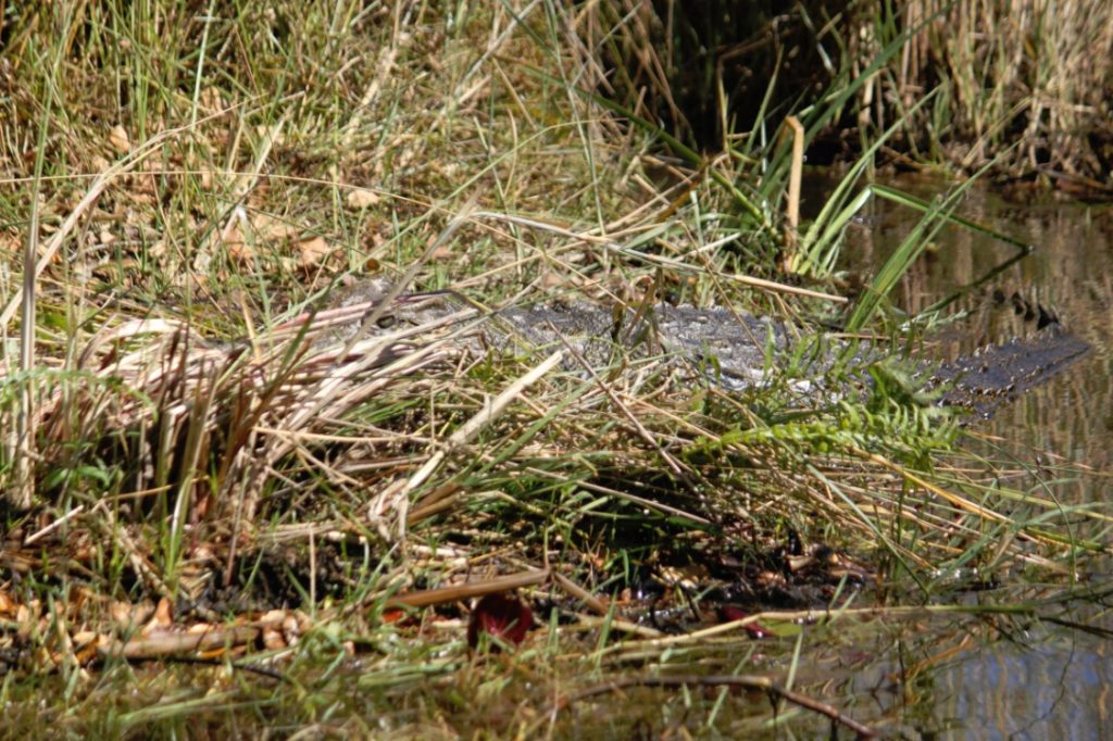 Camouflaged crocodile...