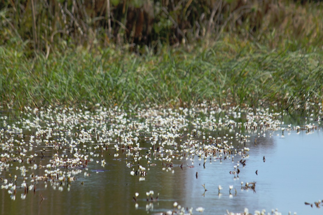 Botswana_Delta_2015_Img0042