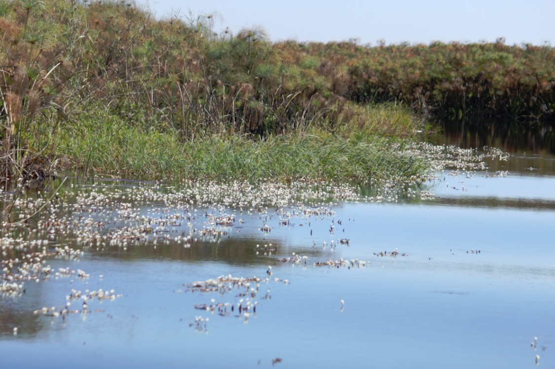 Botswana_Delta_2015_Img0044