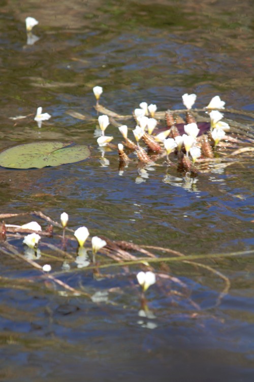 Botswana_Delta_2015_Img0045