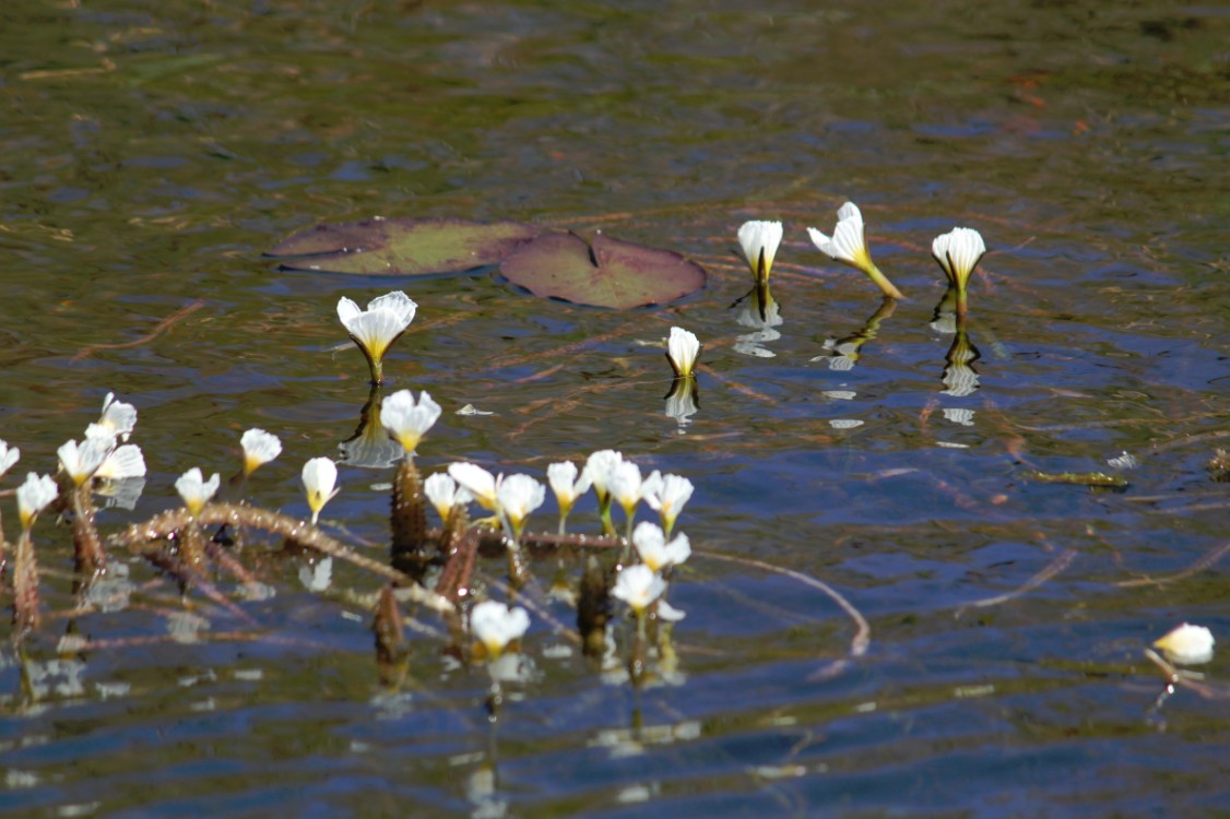 Botswana_Delta_2015_Img0046