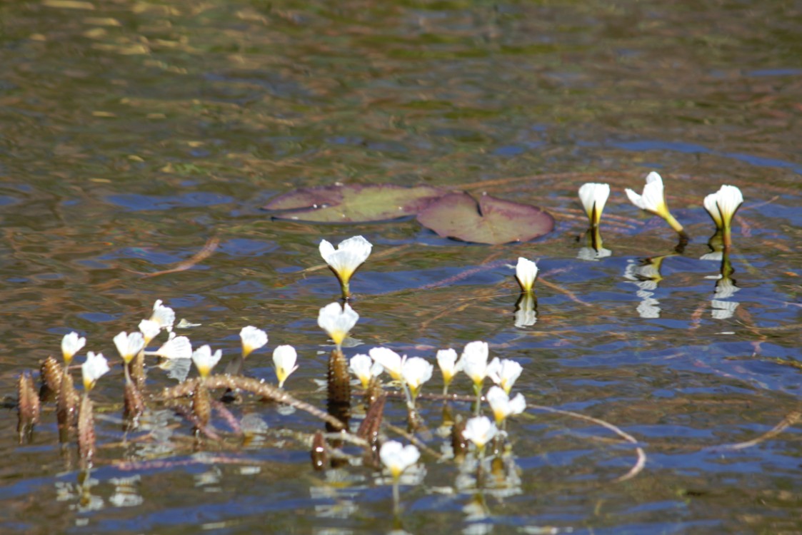 Botswana_Delta_2015_Img0047