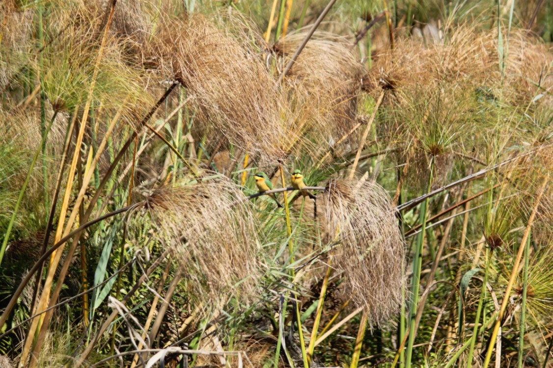 Botswana_Delta_2015_Img0051