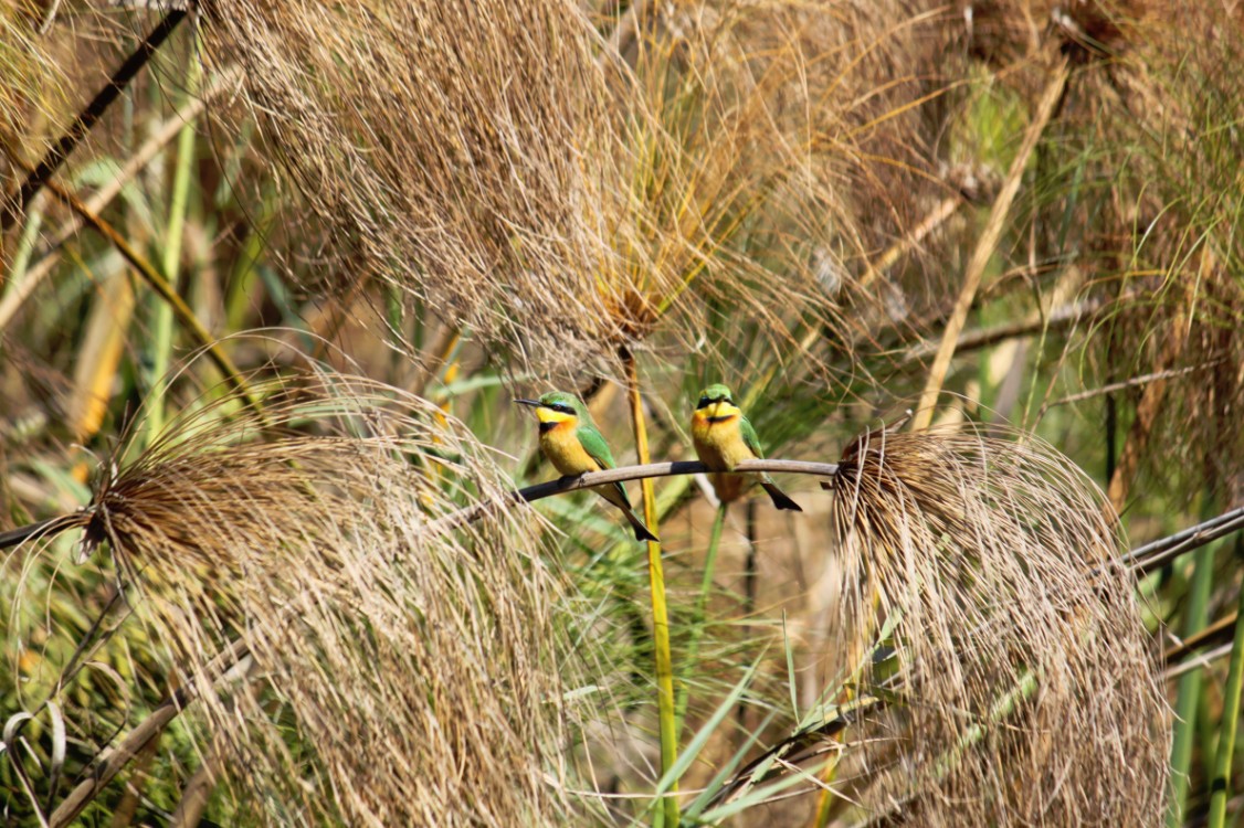 Botswana_Delta_2015_Img0052