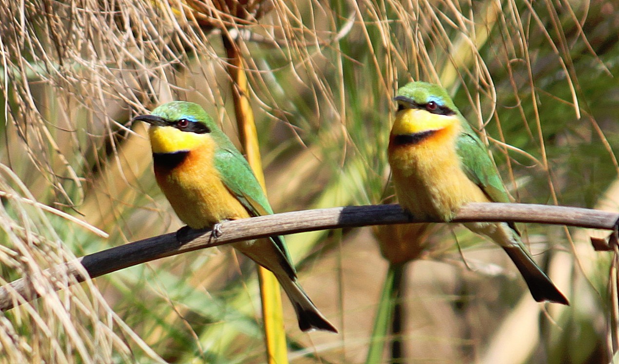 Botswana_Delta_2015_Img0055