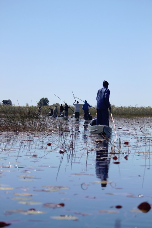 botswana_delta_2015_img0086