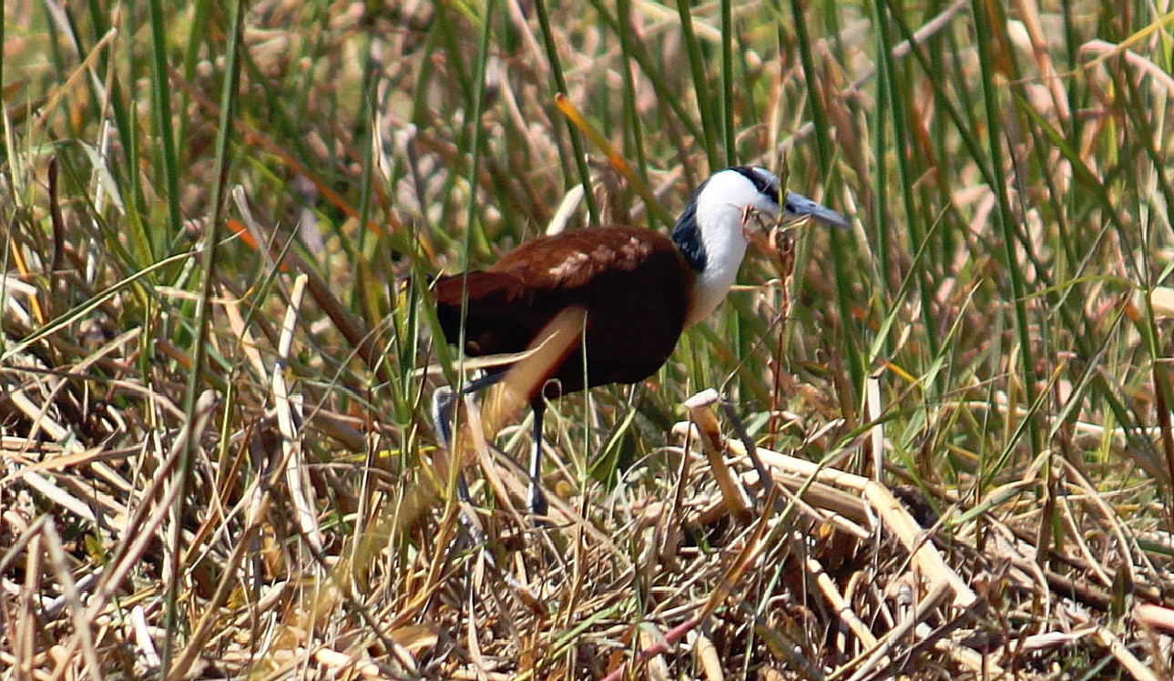 botswana_delta_2015_img0090