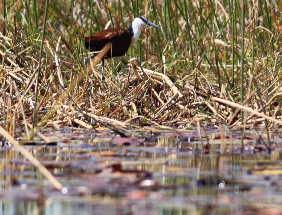 botswana_delta_2015_img0091