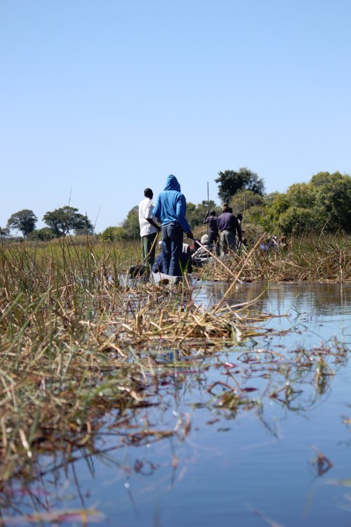 botswana_delta_2015_img0101