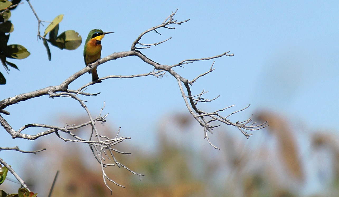 botswana_delta_2015_img0107