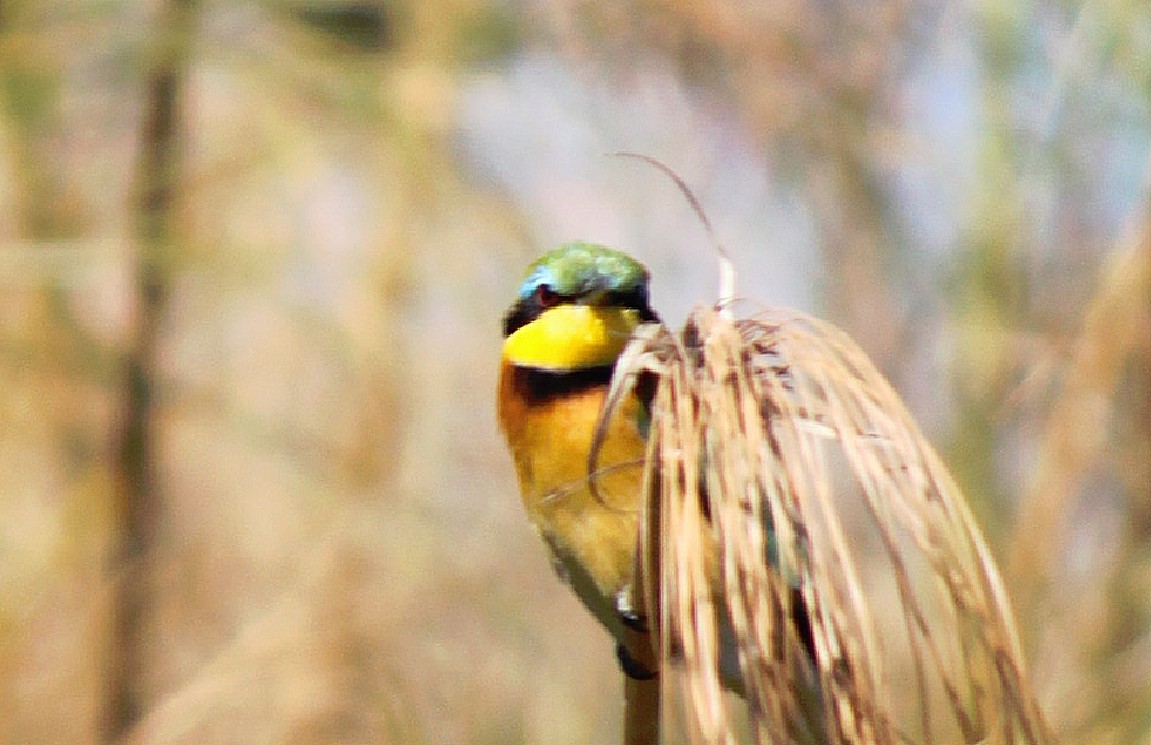 botswana_delta_2015_img0111