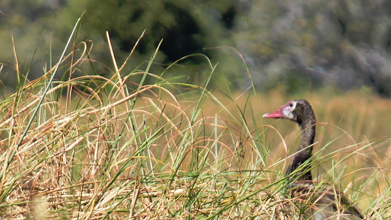 botswana_delta_2015_img0112