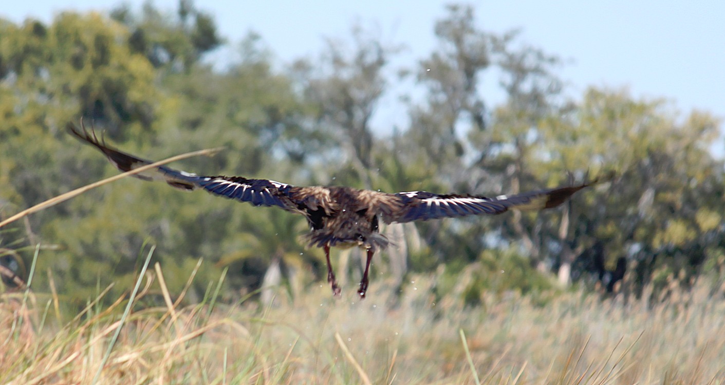 botswana_delta_2015_img0113