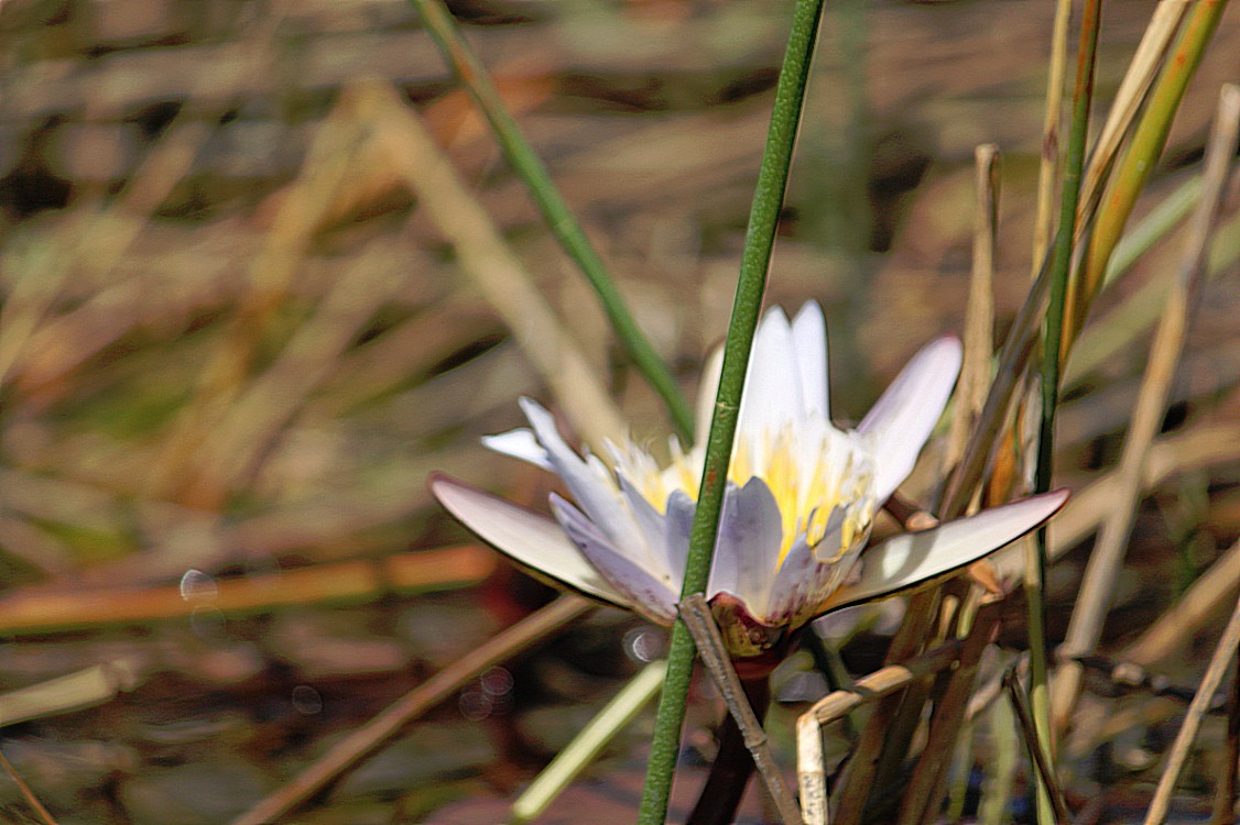 botswana_delta_2015_img0130