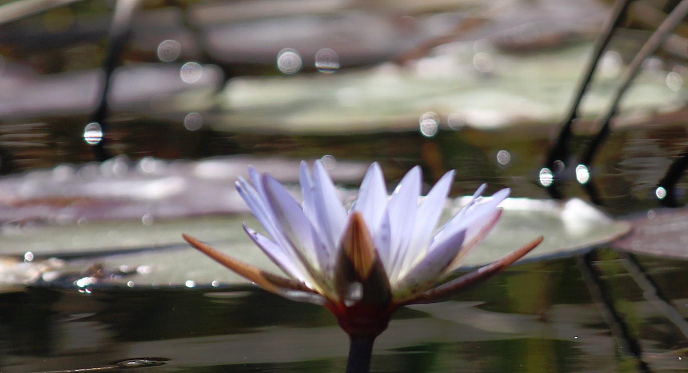 botswana_delta_2015_img0134