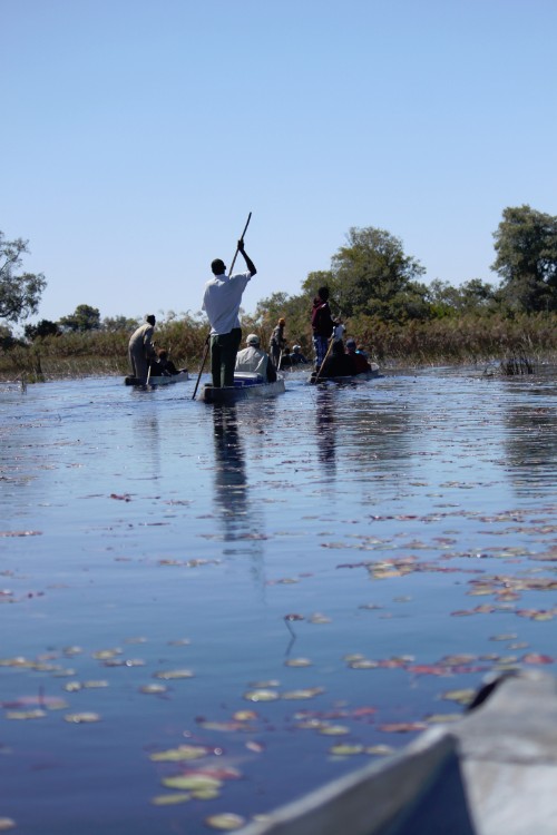 botswana_delta_2015_img0156