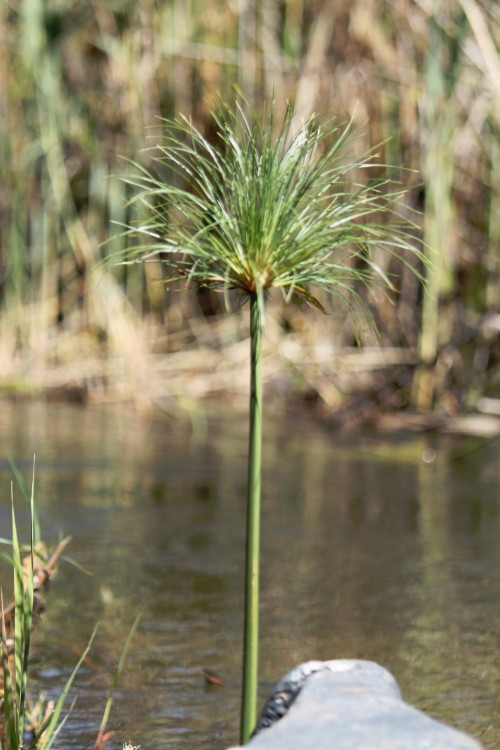 botswana_delta_2015_img0162